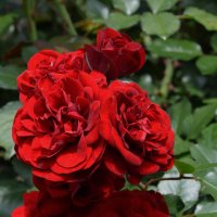 Роза  древнейшая красавица :: Надежда Фёдоровна 