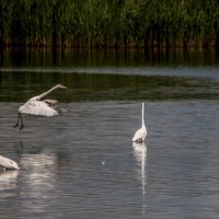 Большие белые цапли :: Тимофей Черепанов