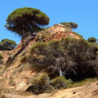 Португалия. Ольюш де Агуа. Дорога к океану. :: Лариса (Phinikia) Двойникова