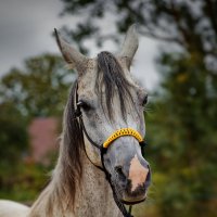 Stajnia Linia :: Janusz Wrzesień