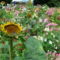 Planten un Blomen. Hamburg :: Nina Yudicheva