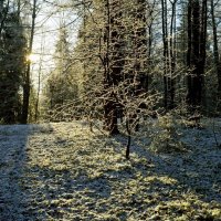 Возвращение зимы... :: Юрий Цыплятников