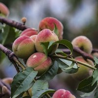 Урожай персиков :: Владимир Кроливец