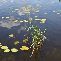 На воде :: Наталья 