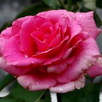 Июльская роза после дождя... :: Тамара (st.tamara)