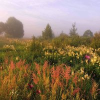 Вот такое утро с полевыми цветами :: Павлова Татьяна Павлова