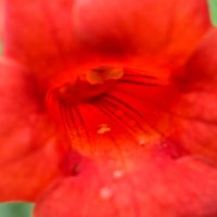 Конкурс. Фото цветов - на фоне неба # 2. Текомария капская (Tecomaria capensis) :: Наталья (ShadeNataly) Мельник