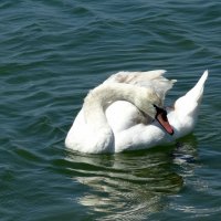 Лебедь... :: emaslenova 
