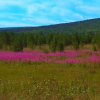 Кипрейная поляна :: Анатолий Иргл