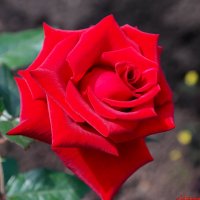 Роза красная моя, цвета радикального.. :: Андрей Заломленков