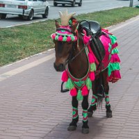 поняшка :: Ольга (Кошкотень) Медведева