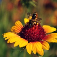 Пчела в угрожающей позе :: Анастасия Никашина