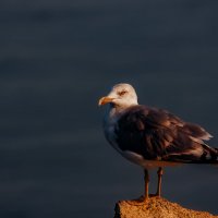 Вечерняя...Ты снимай меня фотограф... :: Александр Вивчарик