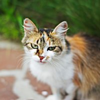 Cat :: Lyuda Chesnokova