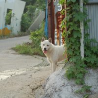 white dog^^ :: ruth kan