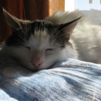 сладкий кошачий сон.... :: Дмитрий Родышевцев