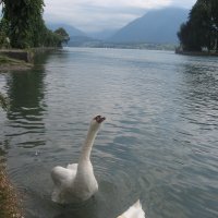 признание в любви....  (озеро в г.Тун, Швейцария) :: Дмитрий Родышевцев