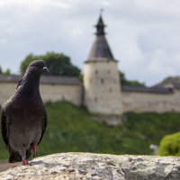 Голубь :: Виктор Желенговский