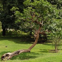 Дерево, голубь, Александроский сад :: Егор Козлов