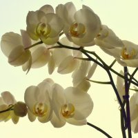Домашняя орхидея :: Василий Хорошев