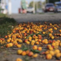 почти осень :: васек задунайский