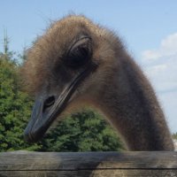 Любопытный страус :: Наталия Павлова