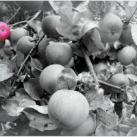 Цвет яблока :: Михаил Власов