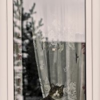 Кошка в окошке :: Алёна Михеева