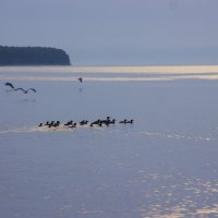 Мамаша с детками на прогулке :: Ульяна Северинова Фотограф