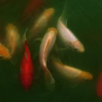 золотые рыбки :: Светлана Шестова