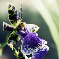 дикая орхидея :: Анастасия T