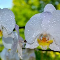 орхидея :: Vasyl xaos