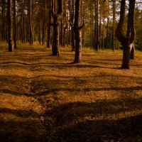 Сосновый лес :: Михаил Афанасьев