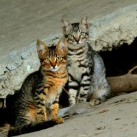 Котята :: Александръ Морозовъ