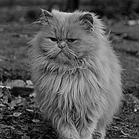 Желтый злой кот :: Александр 