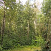 Ах, как же хорошо в лесу! :: Алексей Гладышев