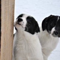 Весёлые ребята :: Алёна 