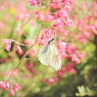 Бабочка :: Анастасия Румянцева