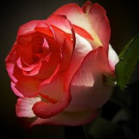 Сияние розы :: Любовь Чунарёва