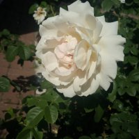 Белая роза :: Сергей Тимоновский