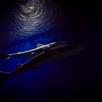 Скромное обаяние акул :: G Nagaeva