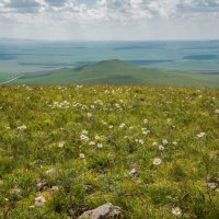 ромашки :: Станислав Пономарчук