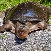 Флоридская мягкопанцирная черепаха :: Сергей Рычков