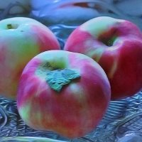 Вот и яблочки на Спас! :: Nikolay Monahov