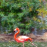 Фламинго :: nakip1 