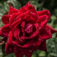 Super sexy rose :: Dmitry Ozersky