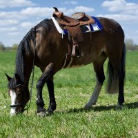 Cowboy horse :: Александр Громыко