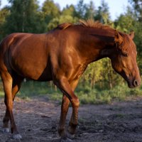 Red gelding :: Александр Громыко