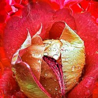 Цветок Любви:  "Бутон Розы" :: Aleks Ben Israel