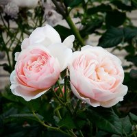 Две улыбчивые розы :: Александр Бурилов
